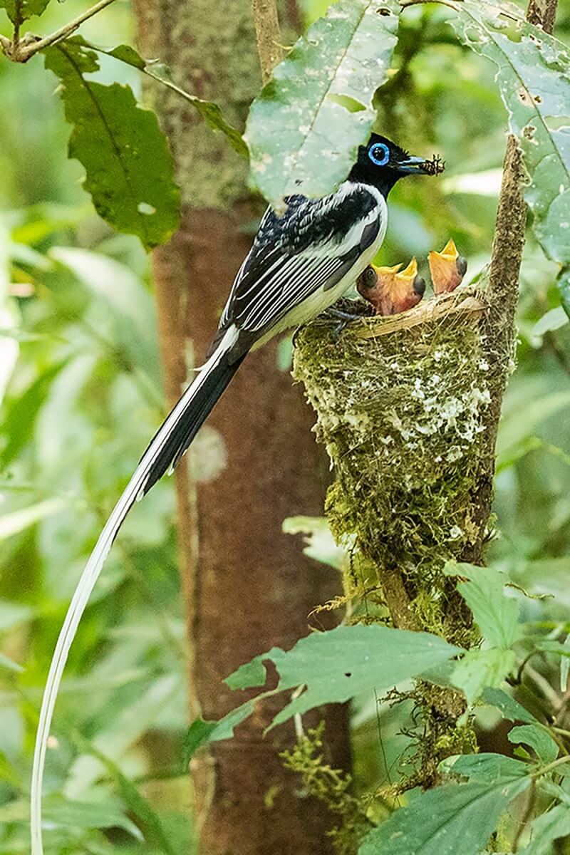 Forêt tropicale de Ranomafana